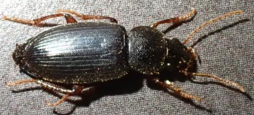 Ophonus ardosiacus